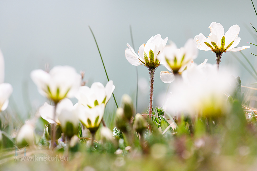 Jarní probuzení květin - Rakousko